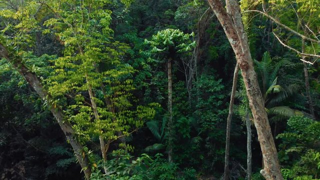 Tropical jungle on Phuket island in Thailand 16