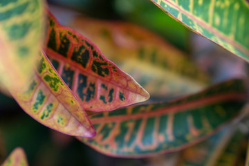 The variety of colors of the Oksn leaves, Garden croton, Codiaeum variegatum