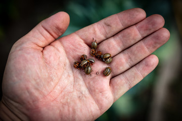 Colorado beetles in a hand on nature.