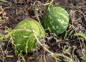Watermelon lies on the ground in nature.