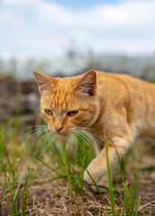 Portrait of a red cat on the nature.