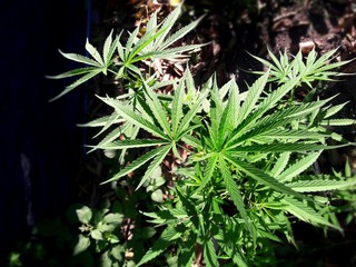 cannabis plant, marijuana grow in farm, herbal medical