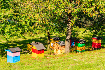 Beehives green on meadow in small village in Beskid Sadecki Mountains near Nowy Sacz, Poland
