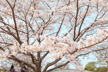 【京都】鴨川の桜