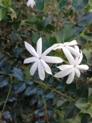 white flower in garden