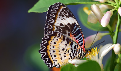Fototapeta na wymiar Close-up of a tropical butterfly on a blossom of the lemon tree named Cethosia cyane