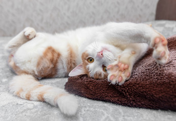 White cat with red spots