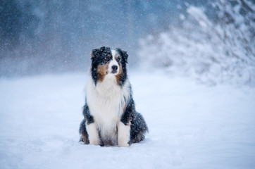 Winter forest, Blizzard, snowfall, high snowdrifts and a dog breed Australian shepherd, Aussie, sits beautifully on a snow path surrounded by snow trees