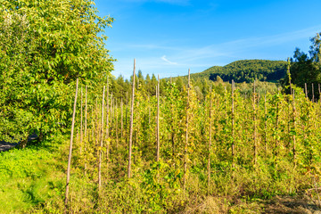 Hops growing on green fields in Beskid Sadecki Mountains near Nowy Sacz, Poland