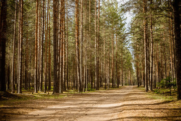 Obraz premium Road at a pine tree forest.Park path sunlight scene. Spring green forest of pines in the sun. Forest road. Selective focus. Rebirth of nature in the spring. Place for Hiking. winding road in a pine