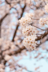【京都】鴨川の桜