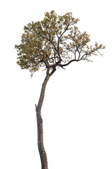 Fototapeta premium Isolated tree on white background