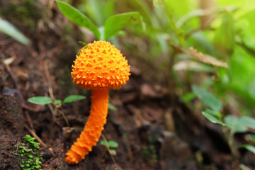 Beautiful Macro orange mushroom growing in rainforest and Tropical forest plants