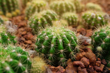 Echinopsis calochlora K. Schum green Cactus in Desert plants Garden