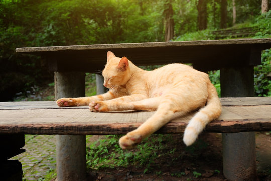 Orange cat relax and sleppy on wooden bench in the park