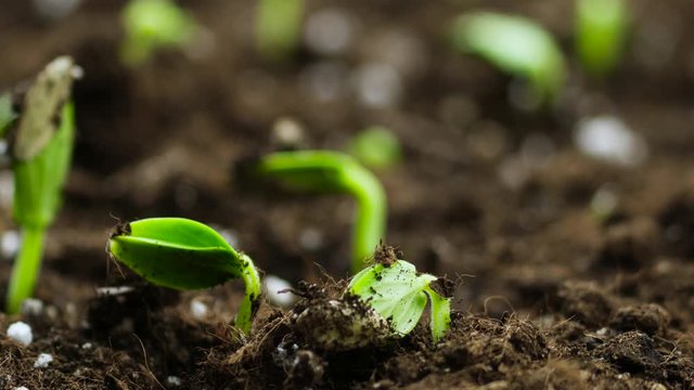 Timelapse of Growing plant, Sprouts Germination in greenhouse Agriculture