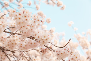 【京都】鴨川の桜