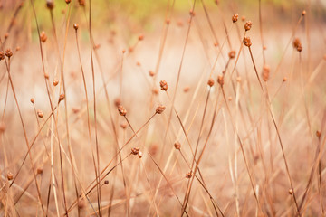 brow flower in summer forest.