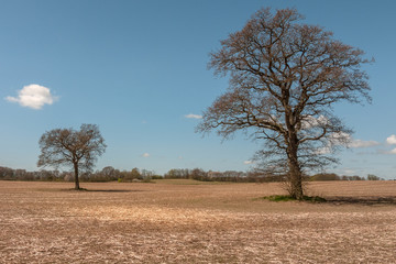 Bare trees in an un sown field. waiting for warm in spring. central sweden