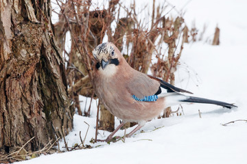 Eurasian jay garrulus glandarius sitting on snow under tree looking for food. Cute beautiful forest crow in wildlife.