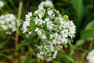 Blooming white flowers in meadow