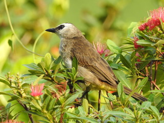 Yellow-Vented Bulbuls ((Pycnonotus goiavier)perched on the branches or flowers, feeding on nectar 