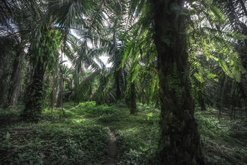 Naklejka premium Tropical rain forest, Cerro Chato, Costa Rica