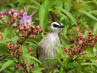 Yellow-Vented Bulbuls ((Pycnonotus goiavier)perched on the branches or flowers, feeding on nectar 