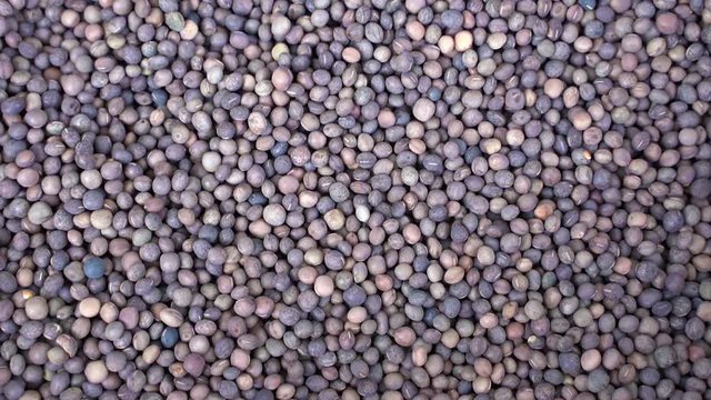 The seeds of Vicia faba for growing