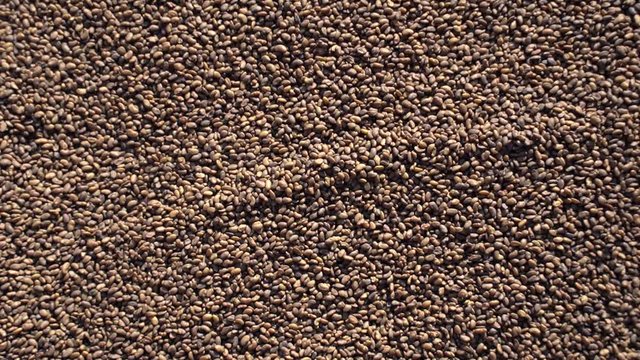 Organic Alfalfa or lucerne (Medicago sativa) seeds.