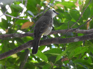Yellow-Vented Bulbuls ((Pycnonotus goiavier)perched on the branches or flowers, feeding on nectar 