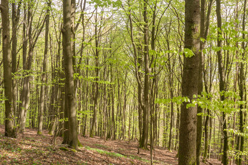 Fototapeta na wymiar Misty spring beech forest in a nature reserve in southern Sweden