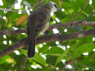 Yellow-Vented Bulbuls ((Pycnonotus goiavier)perched on the branches or flowers, feeding on nectar 