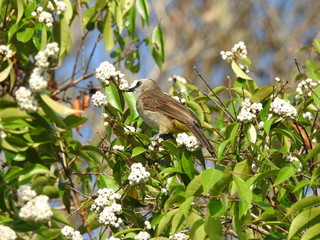 Yellow-Vented Bulbuls ((Pycnonotus goiavier)perched on the branches or flowers, feeding on nectar 