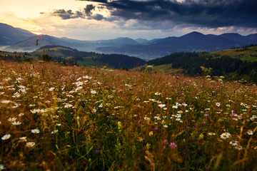 Obraz premium wildflowers, meadow and golden sunset in carpathian mountains - beautiful summer landscape, spruces on hills, dark cloudy sky and bright sunlight