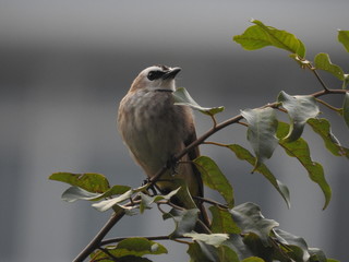 Yellow-Vented Bulbuls ((Pycnonotus goiavier)perched on the branches or flowers, feeding on nectar 