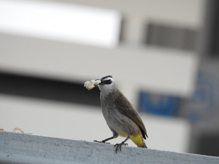 Yellow-Vented Bulbuls ((Pycnonotus goiavier)perched on the branches or flowers, feeding on nectar 