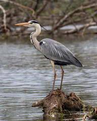 Grey Heron Ardea cinerea at Kerkini Lake in Northern Greece.