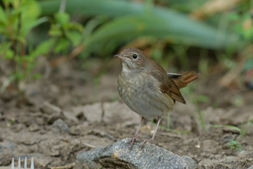 robin on a branch