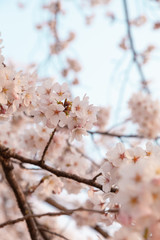 【京都】鴨川の桜