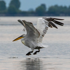 Dalmatian Pelican (Pelecanus crispus) flying at Kerkini Lake in Northern Greece.
