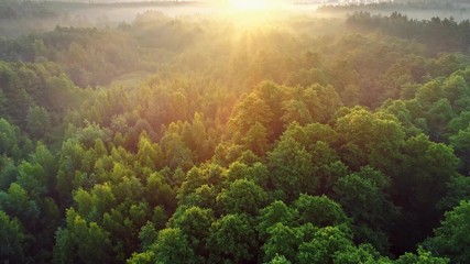 Aerial view of spring green forest early in the morning. Flying over green trees forest at sunrise. Morning sun and fog. High quality shot, 4K - Powered by Adobe