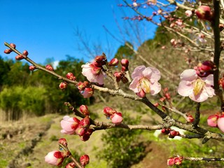 japanese plumblossom in late February (prunus domestica)