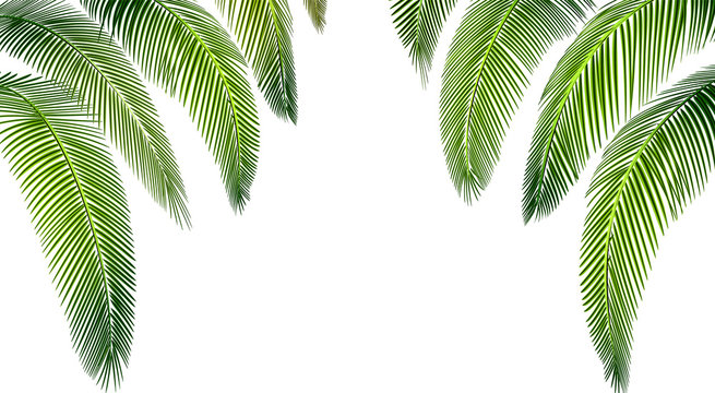 Tropical Various forms of green palm leaves. Place for advertisement, announcement. illustration
