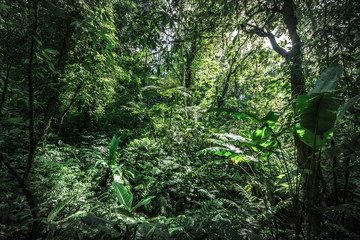 Tropical rain forest, Cerro Chato, Costa Rica