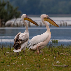 Fototapeta na wymiar White Pelican (Pelecanus onocrotalus) at Kerkini Lake in Northern Greece.