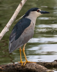 Black-crowned Night Heron (Nycticorax nycticorax) at Kerkini Lake in Northern Greece.