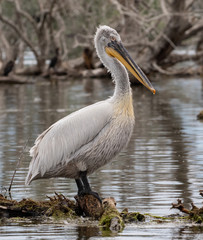 Dalmatian Pelican (Pelecanus crispus) at Kerkini Lake in Northern Greece.