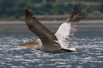 Dalmatian Pelican (Pelecanus crispus) flying at Kerkini Lake in Northern Greece.