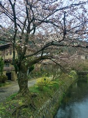 Fototapeta na wymiar cherry blossom about to start in Kyoto, Japan